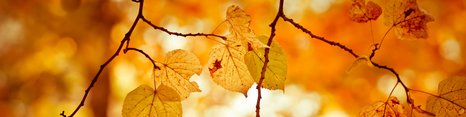 Billedet viser en række gyldne efterårsblade, der hænger fra grene. Baggrunden er sløret og har varme orange og gule nuancer, der skaber en hyggelig og varm atmosfære, typisk for efteråret.